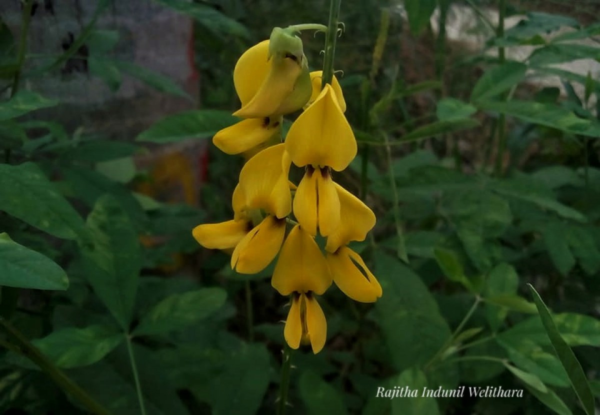 Crotalaria trichotoma Bojer